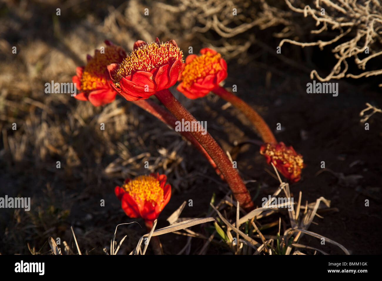Blood Lily (Haemanthus coccineus), Cape Agulhas, Western Cape, South Africa Stock Photo
