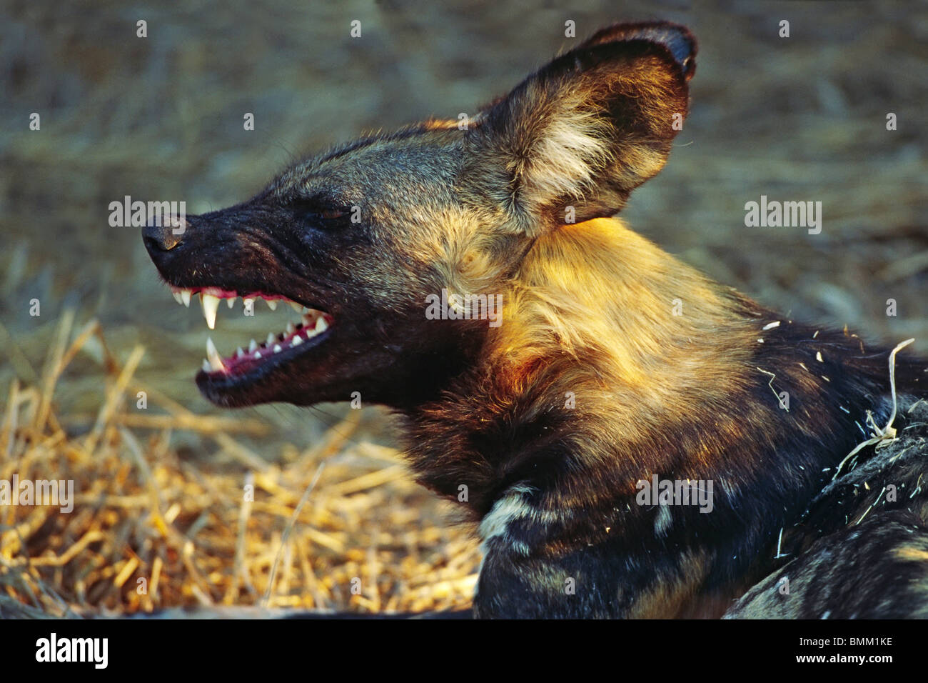 Africa,Namibia. Portrait of a wild dog (Lycaon pictus). Stock Photo