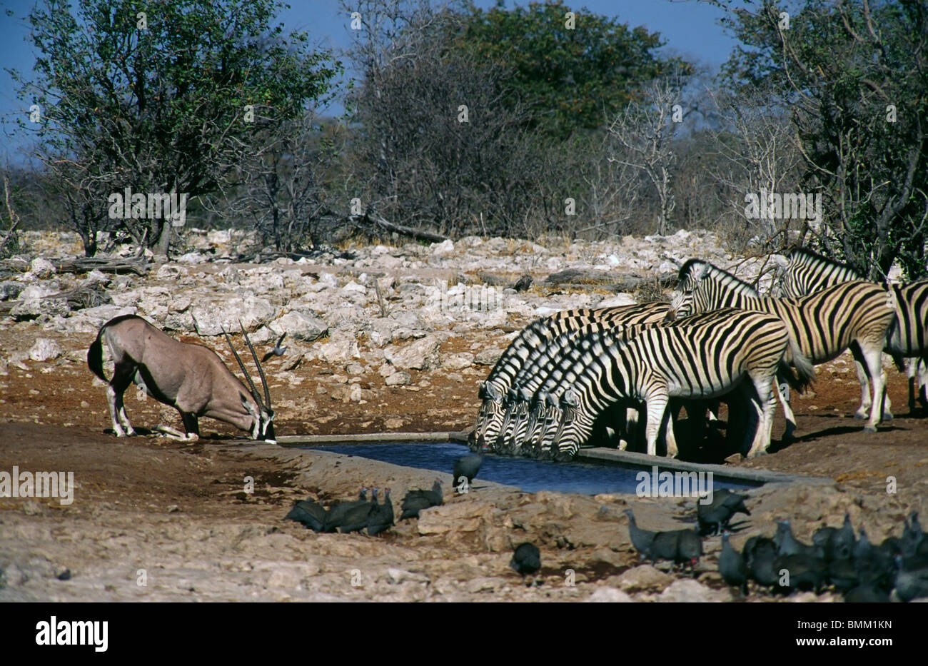Africa,Namibia,Etosha National Park. Burchell's zebras  and a gemsbok  drinking at a waterhole. Stock Photo