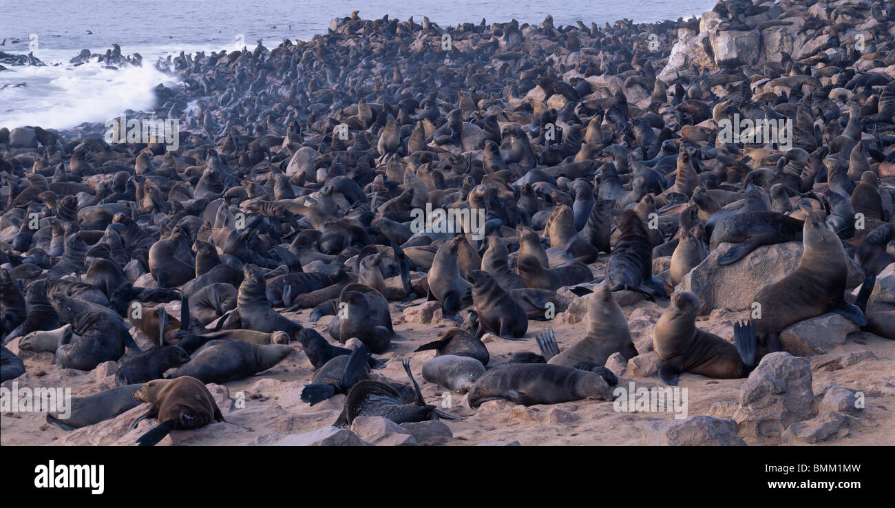Africa, Namibia, Cape Cross Seal Reserve, Southern Fur Seals gather on rocky Atlantic Ocean shoreline (Arctocepalus pusillus) Stock Photo