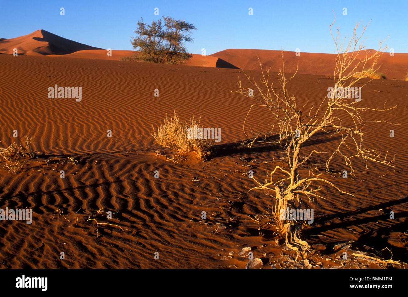 Africa, Namibia, Namib Naukluft National Park, Morning sun lights red sand dunes in Namib Desert near Sossusvlei Stock Photo