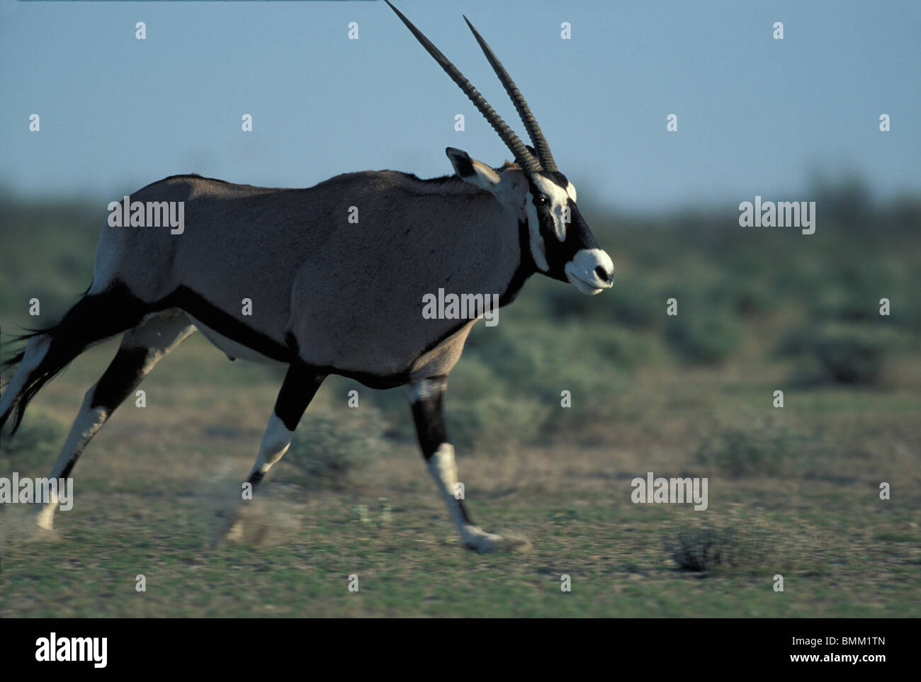 Namibia, Etosha National Park, Adult Gemsbok (Oryx gazella) running on flat plains in Kalahari Desert Stock Photo