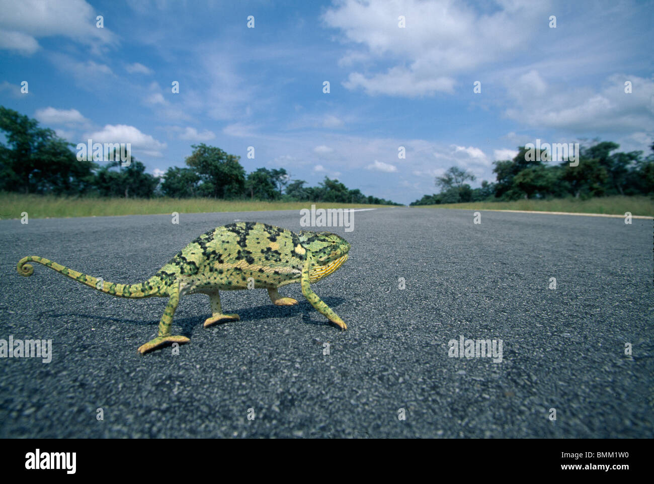 Namibia, Caprivi Strip, Flap-necked Chameleon (Chamaeleo dilepis) runs across road near Angola border Stock Photo