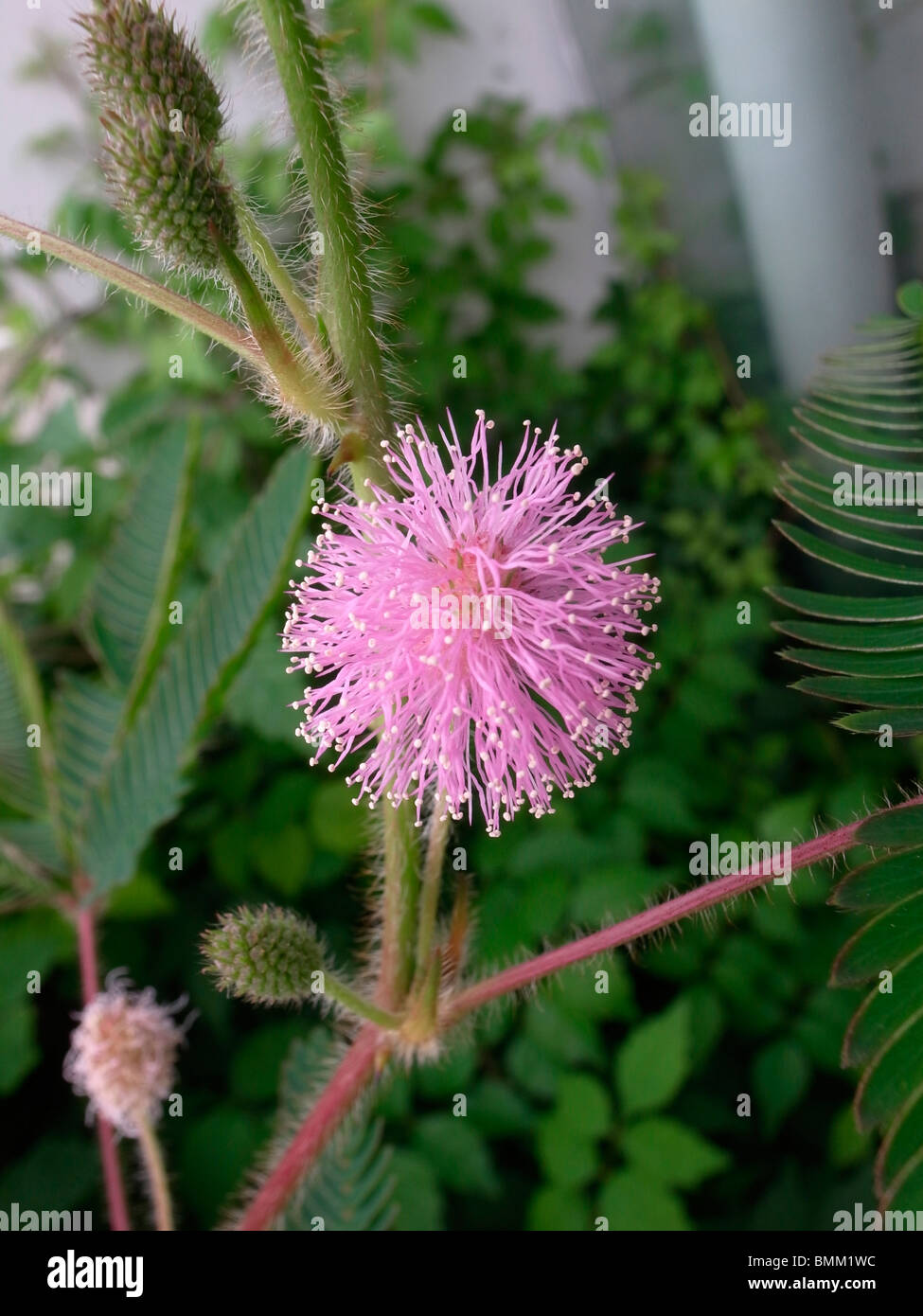 Pink  Mimosa Stock Photo