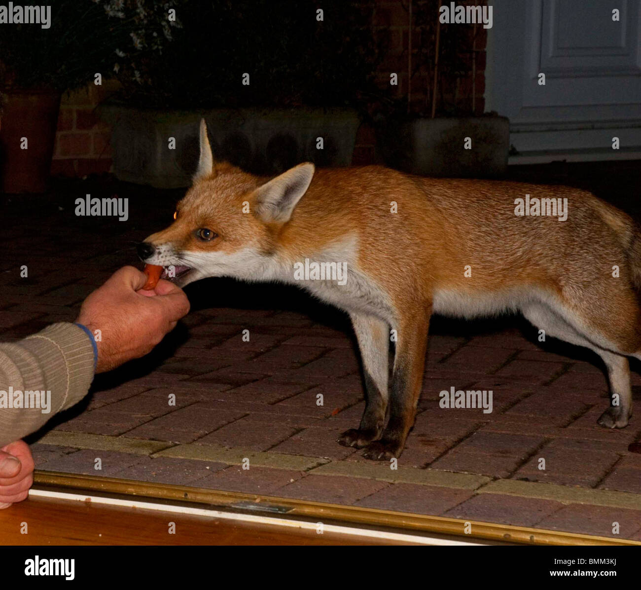 Feeding the fox hires stock photography and images Alamy