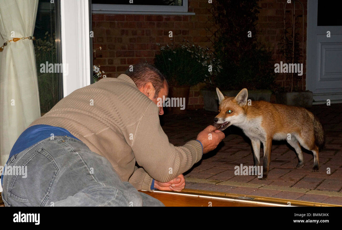 Feeding foxes garden hires stock photography and images Alamy