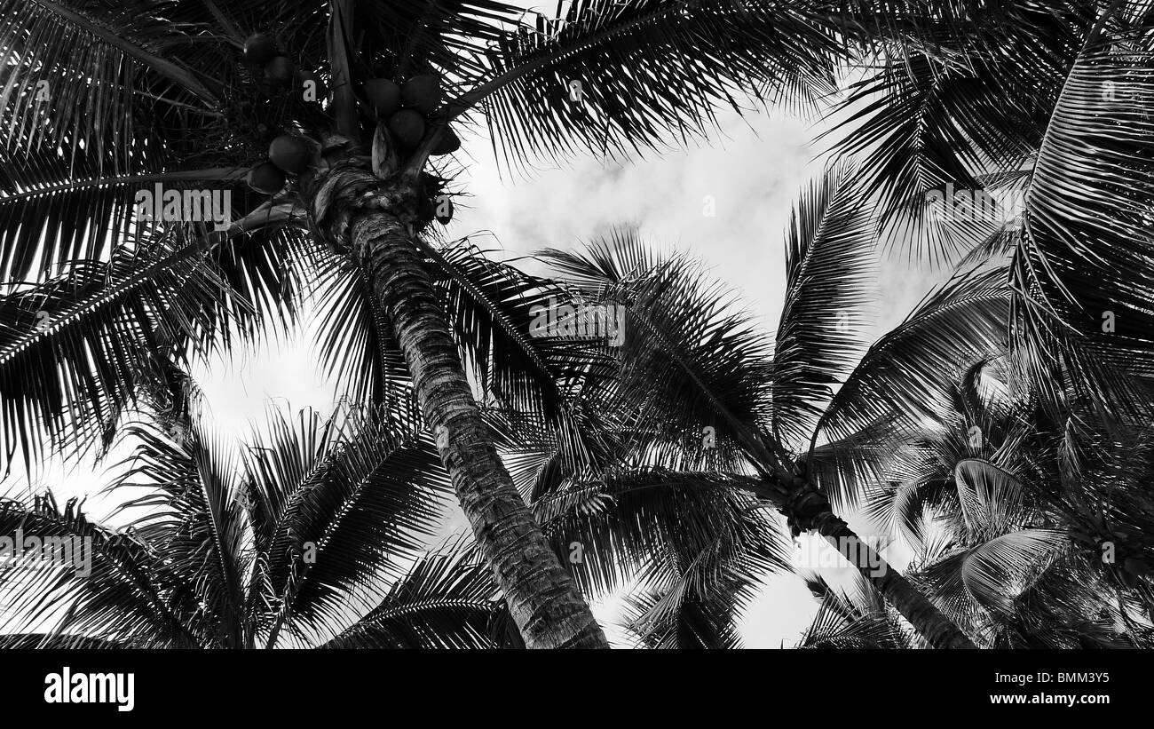 Coconut tree trees beach Black and White Stock Photos & Images - Alamy