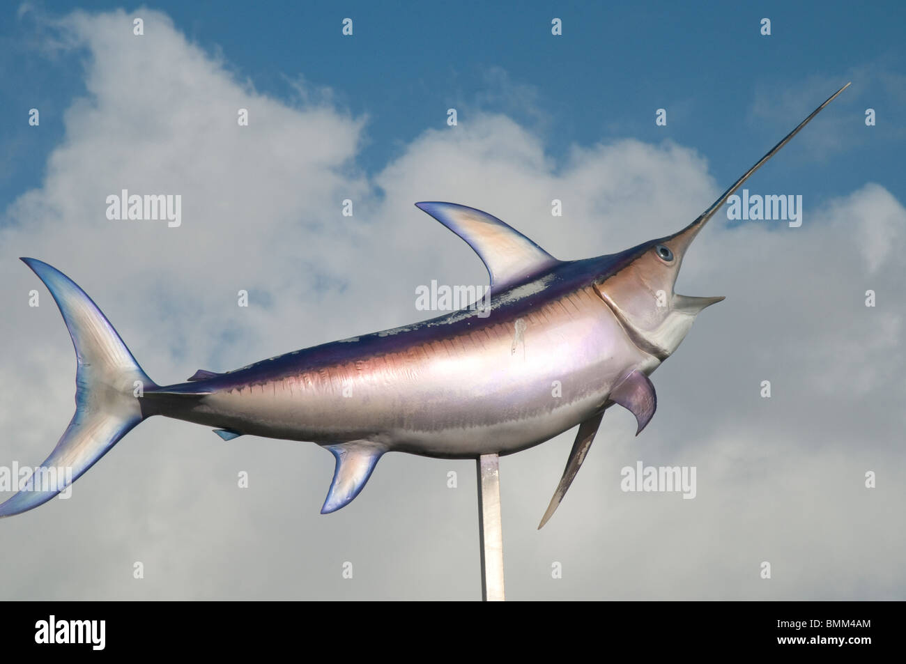 Cocoa beach florida shark hires stock photography and images Alamy