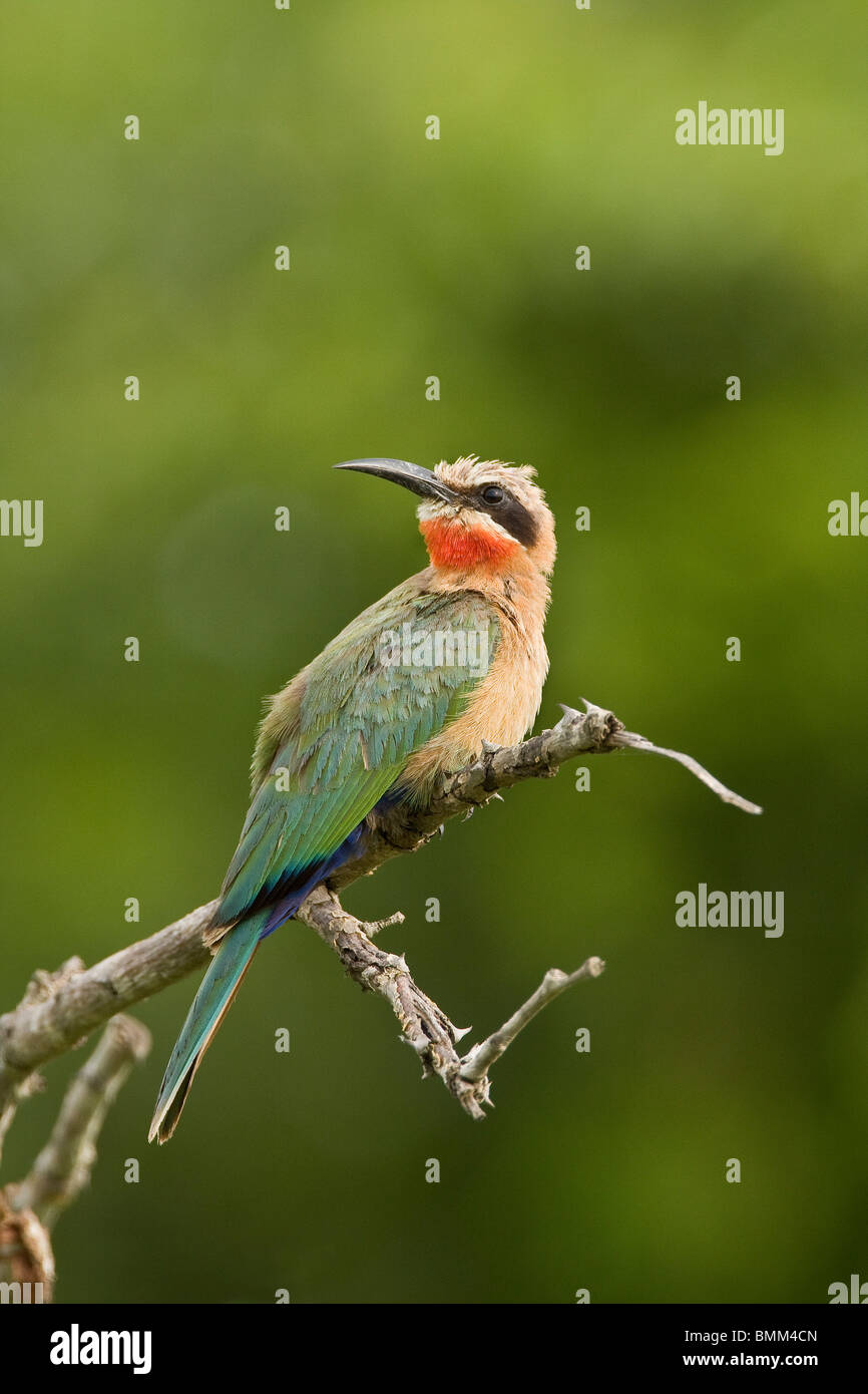 Whitefronted Bee-eater, Merops bullockoides,Imfolozi Game Reserve ...