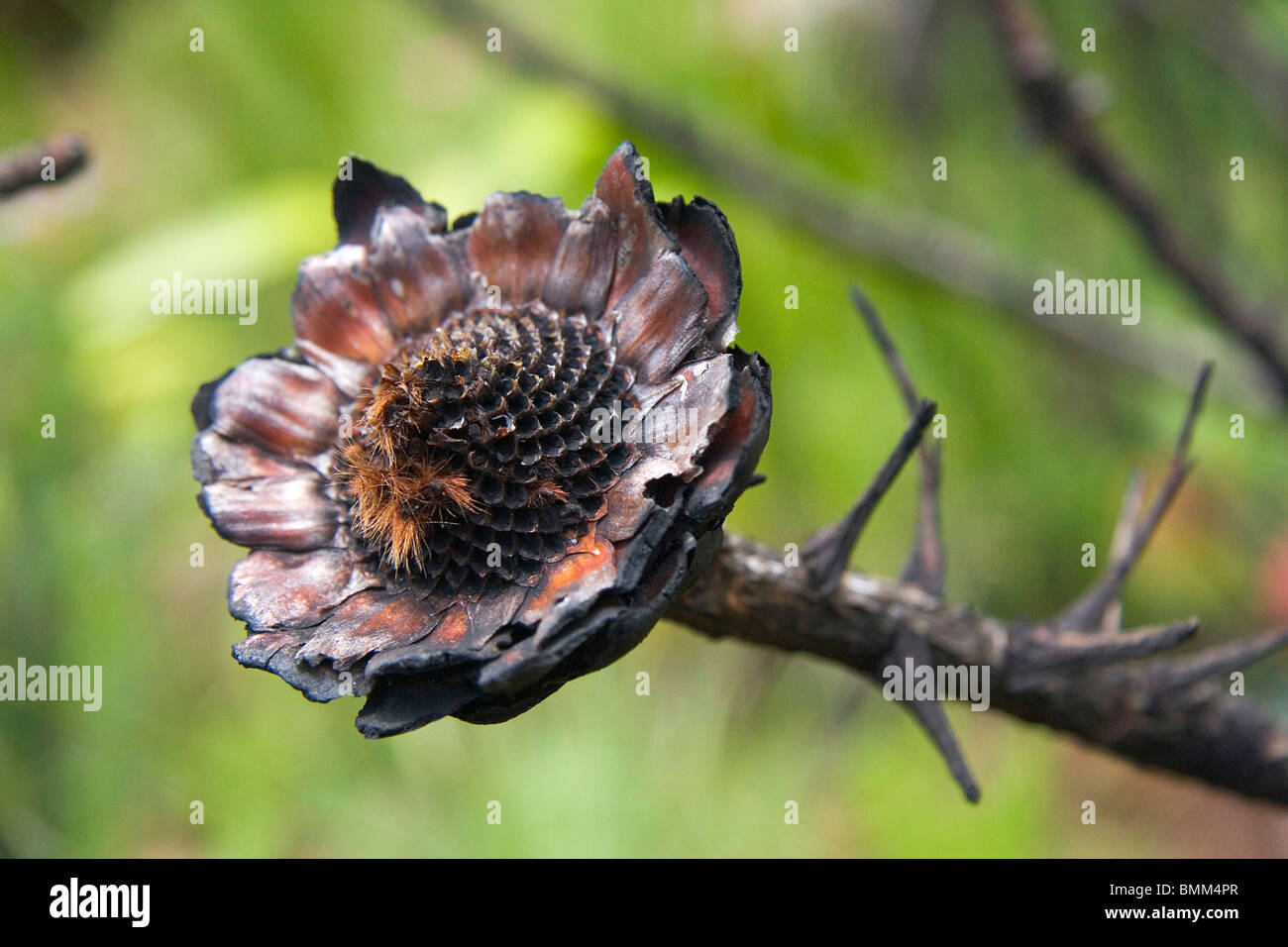 Cape Town, Cape Peninsula, South Africa. Flora on the way up Table