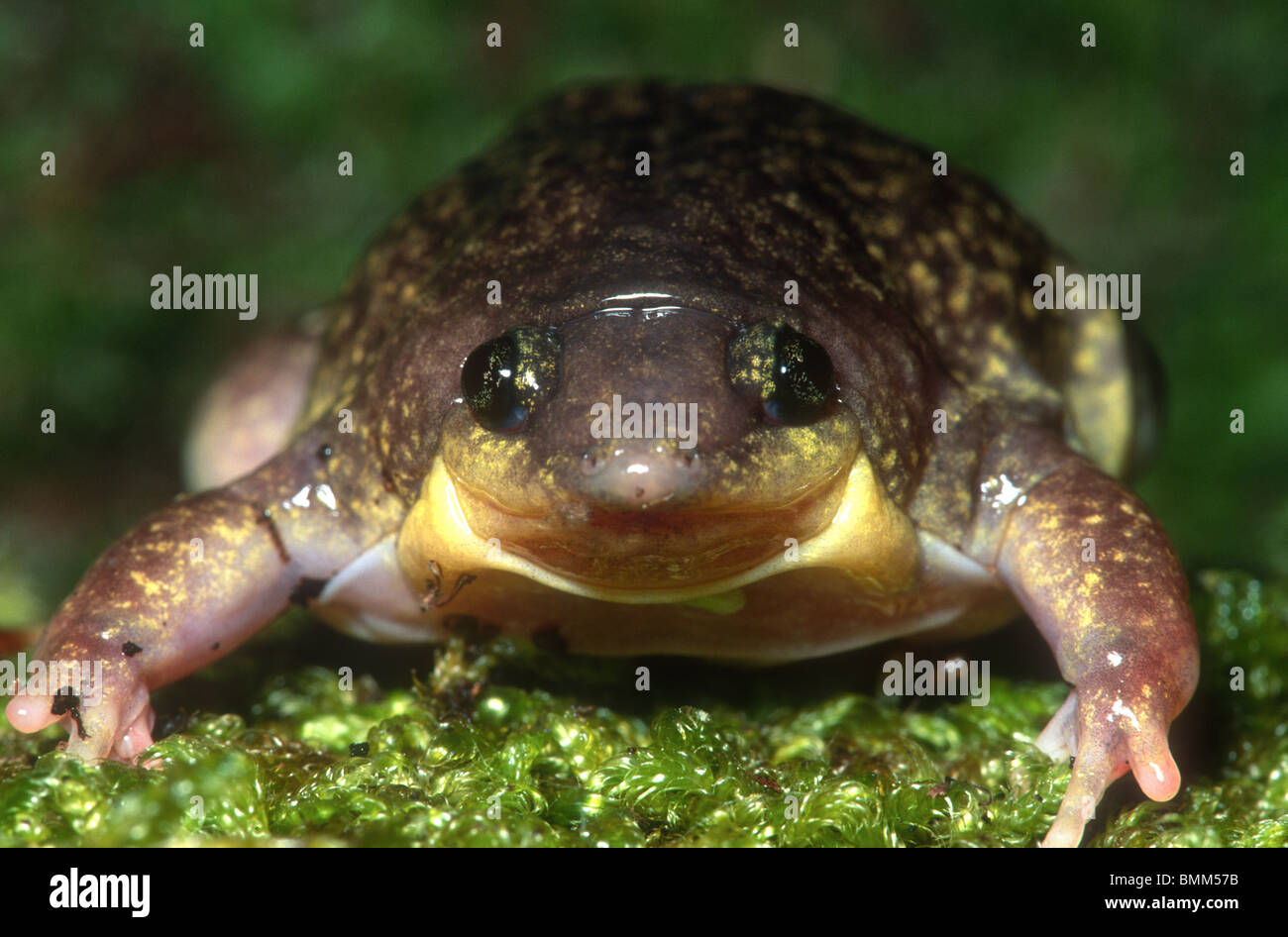 Mottled shovel-nose frog, Hemisus marmoratus, South Africa Stock Photo