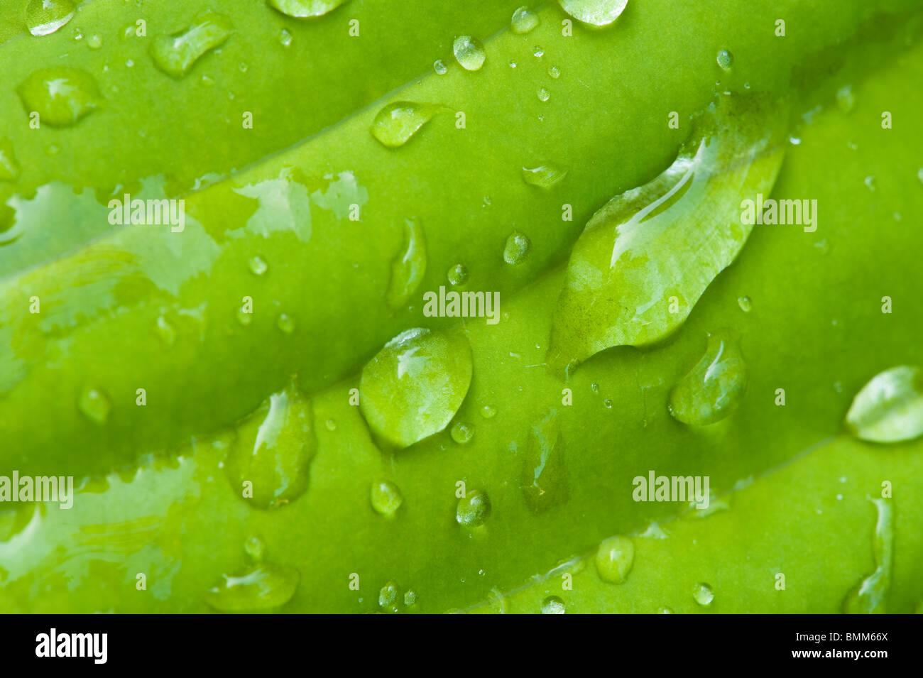 RAINDROPS BEAD UP ON A HOSTA LEAF Stock Photo