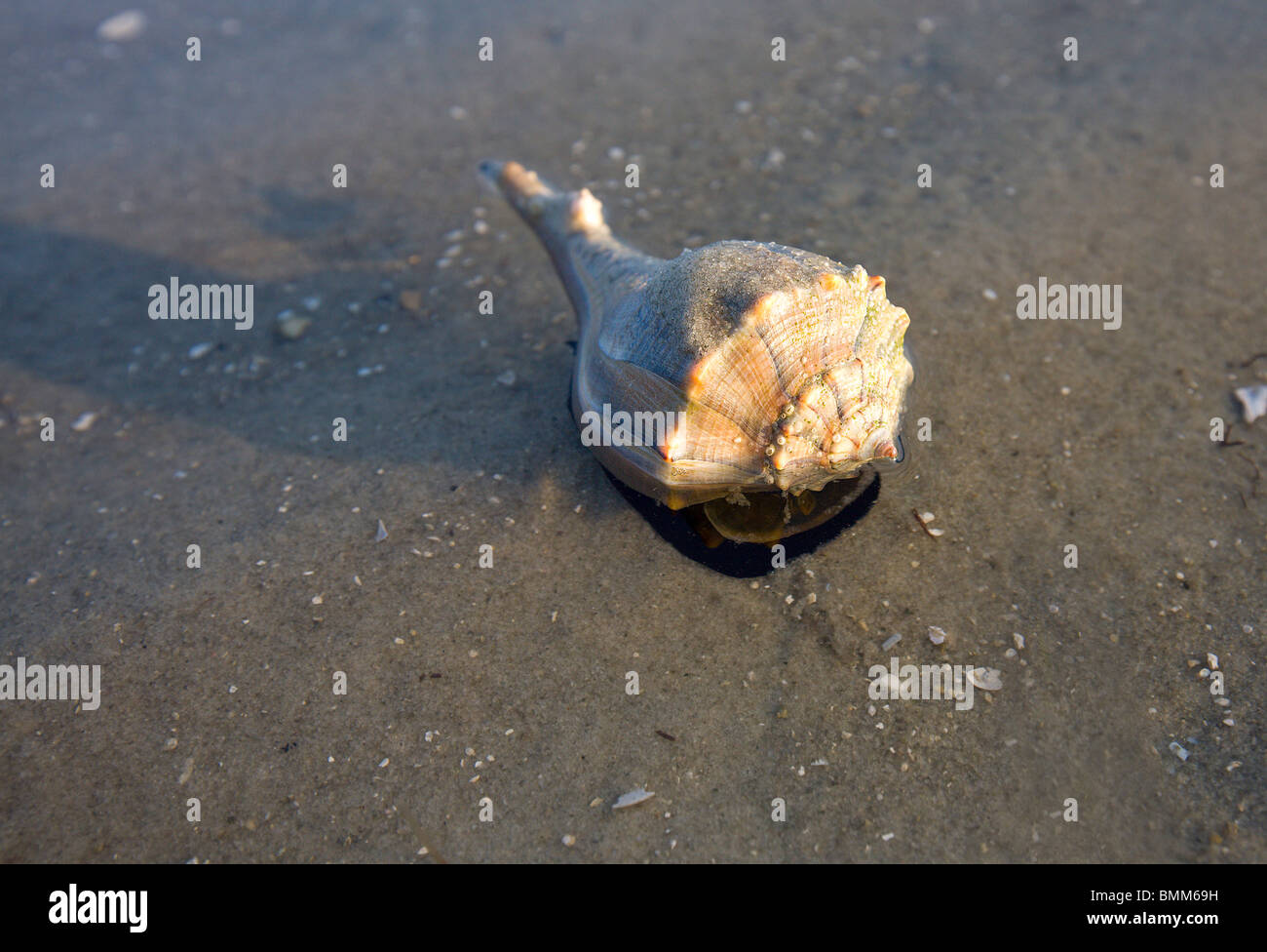 Live Conch Sea Snail moving in shallow water in the Gulf of Mexico Stock Photo
