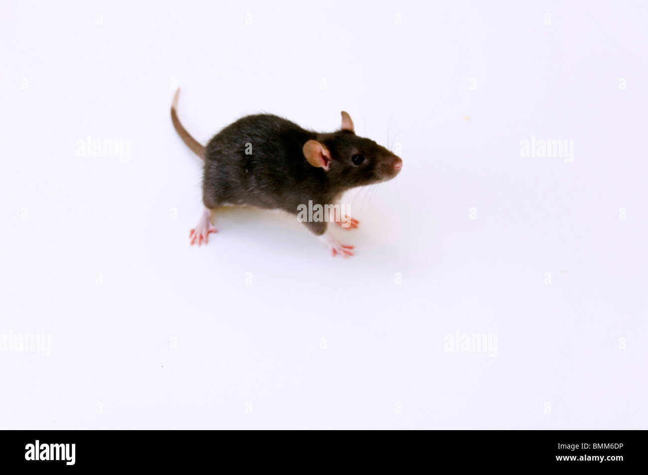 Little Cute Rat Pet Stock Photo