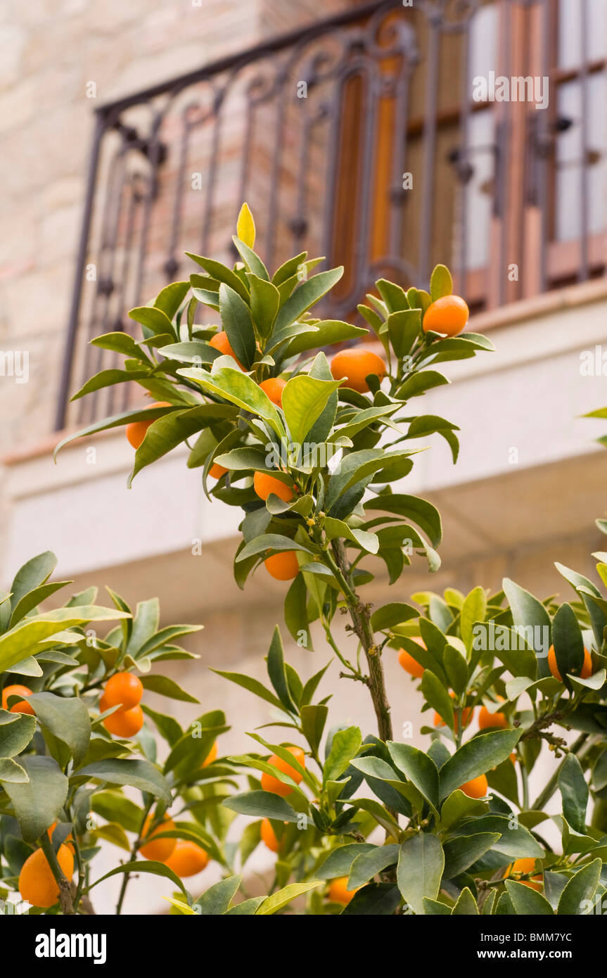 Decorative mini orange tree Stock Photo Alamy
