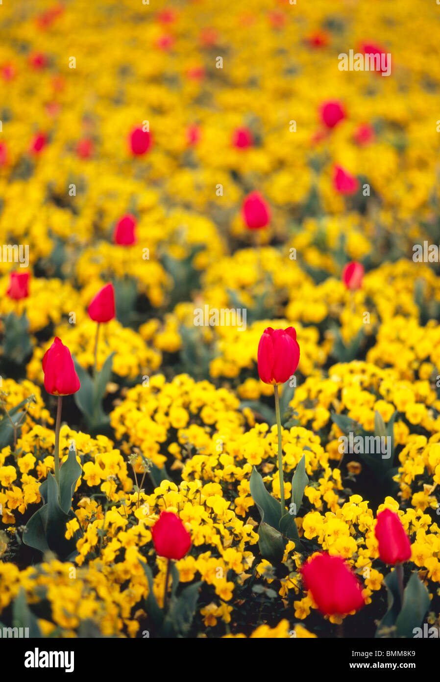 Red tulips in field of yellow flowers Stock Photo