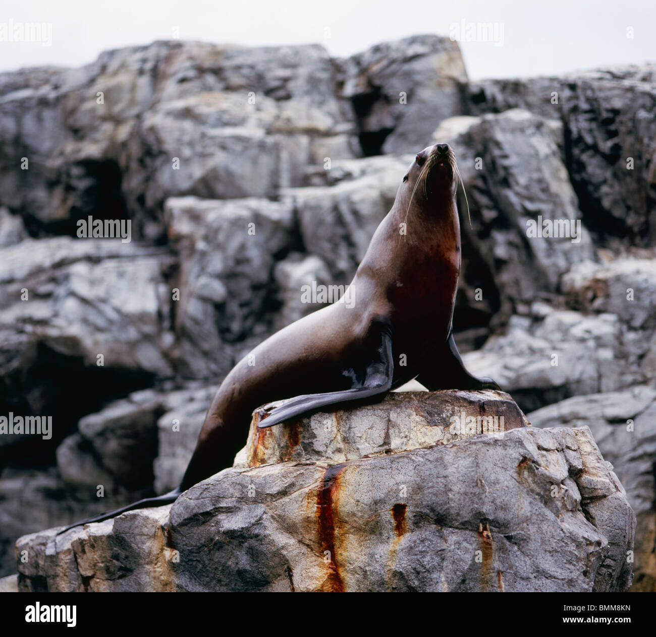 Steller Steller sea lion hi-res stock photography and images - Alamy