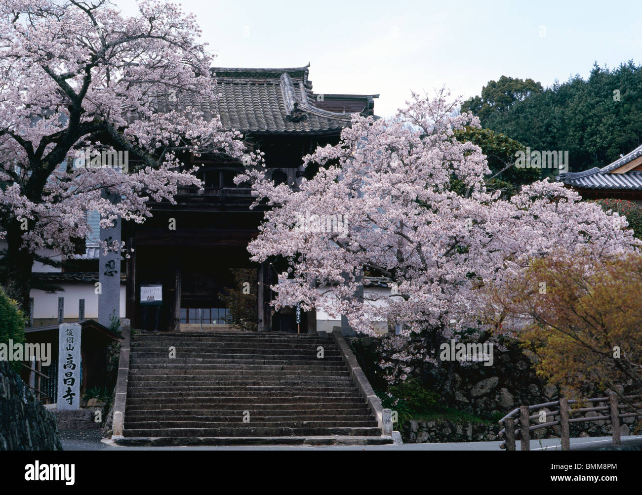 Cherry blossom, Kosyo-ji Temple, Uchiko, Ehime Prefecture Stock Photo