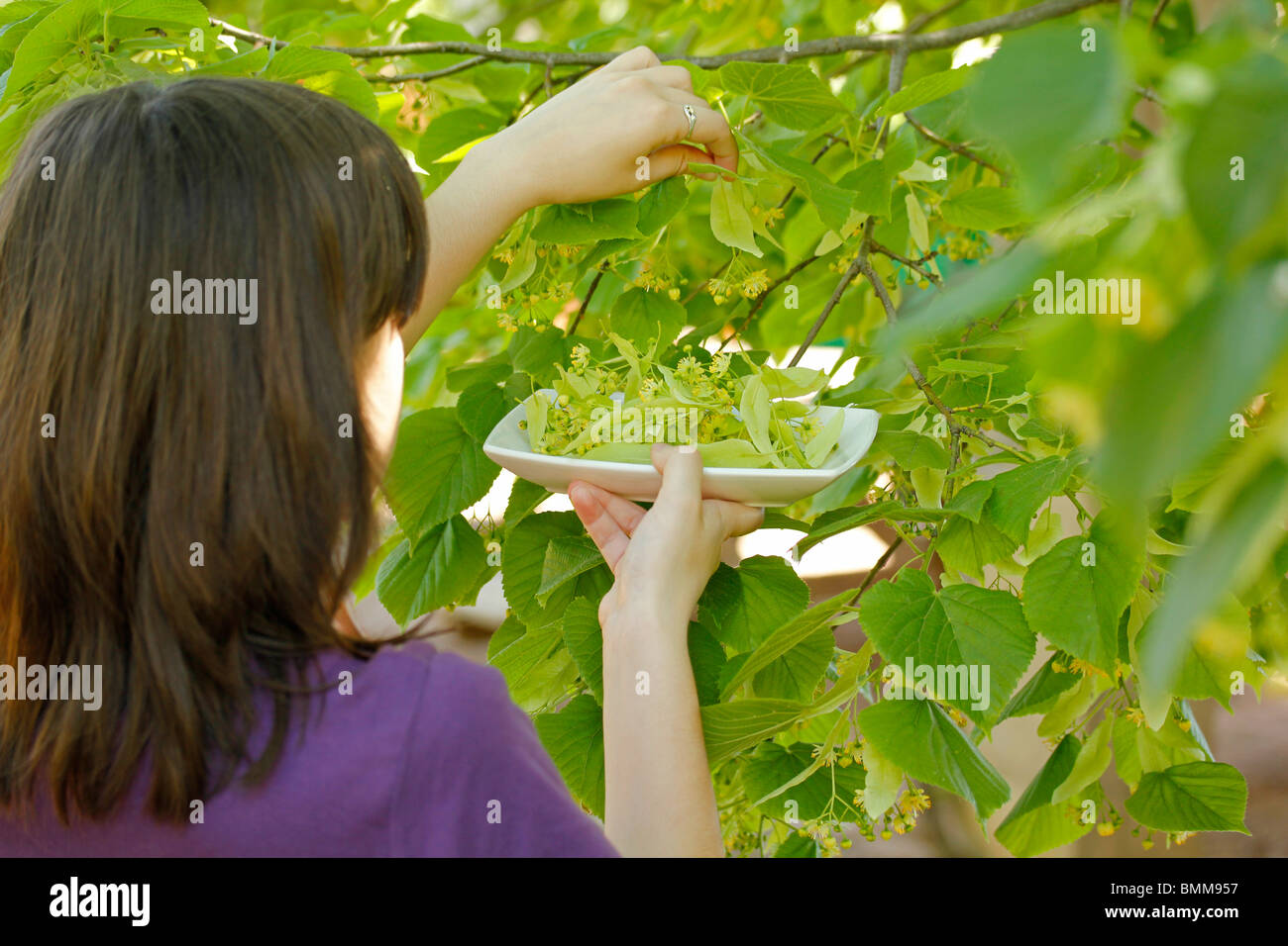 Teen collecting tree leaves hires stock photography and images Alamy