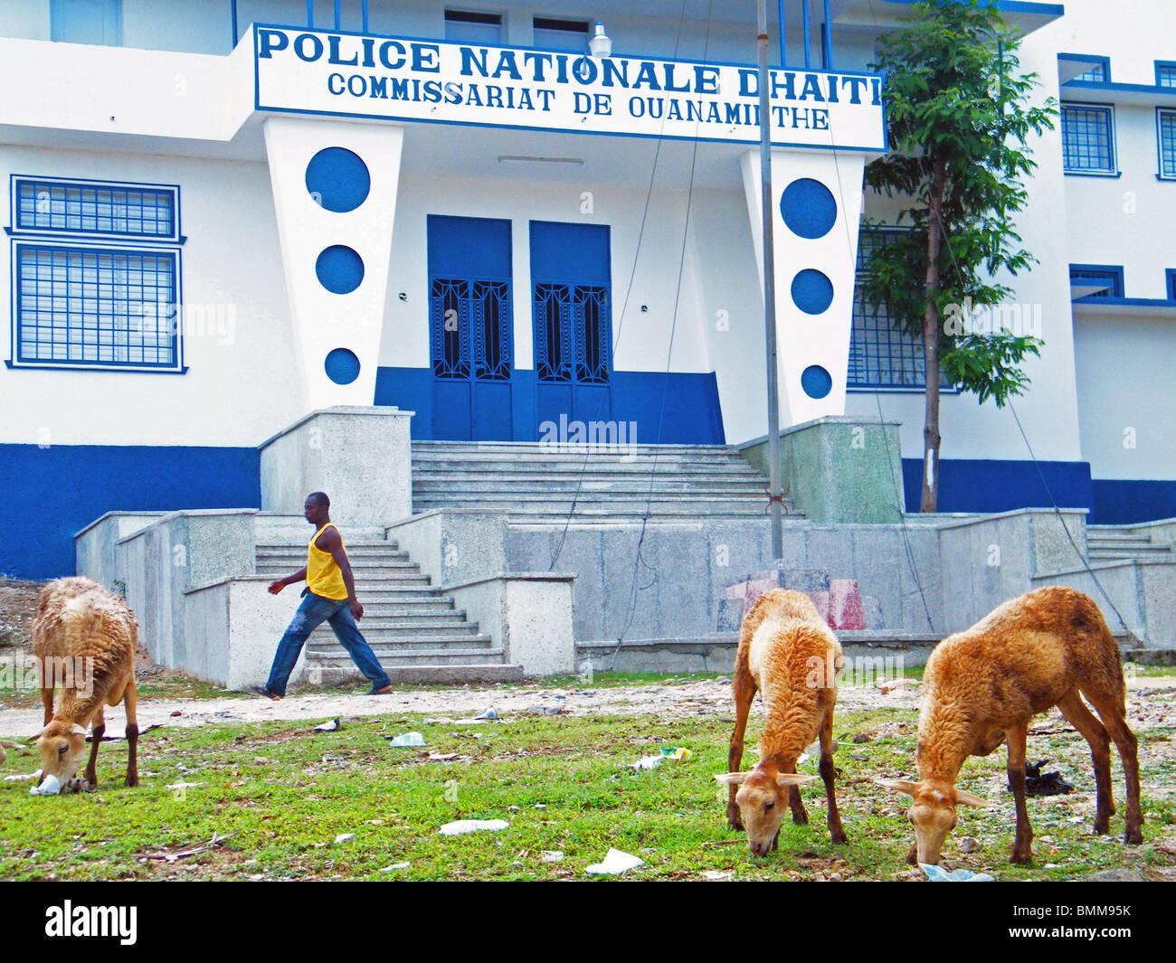Goats grazing in front of a new Police station in Ouanainthe, Haiti Stock Photo