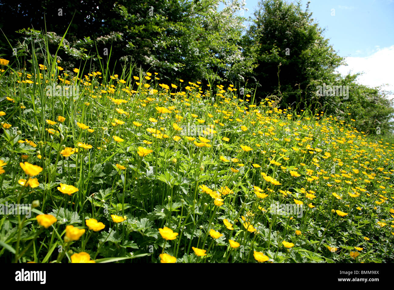 Butter cups along a path in Northumberland Stock Photo Alamy