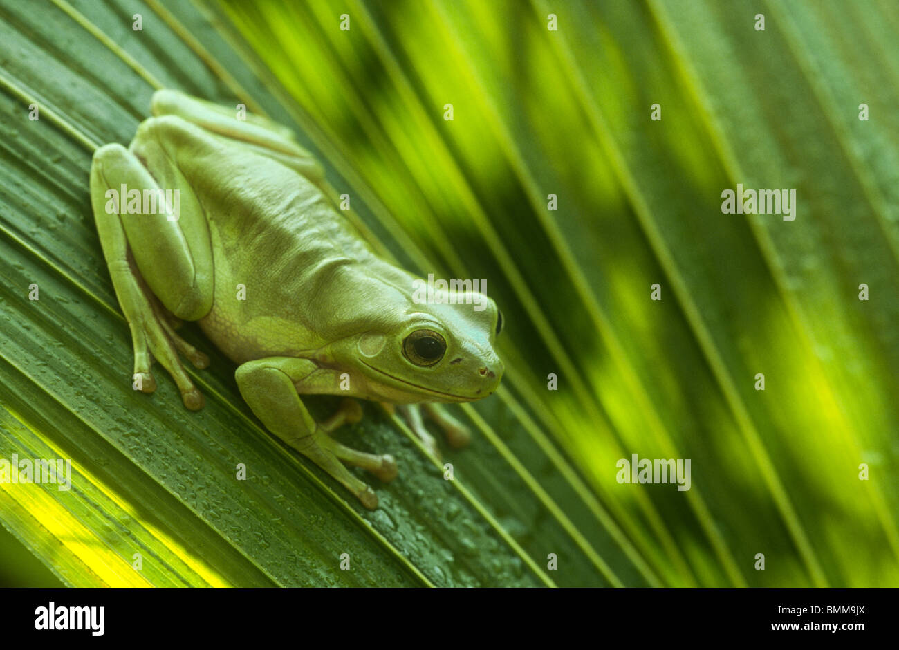 Labed Tree Frog White's tree frog, Litoria caerulea, Queensland, Australia Stock Photo ...