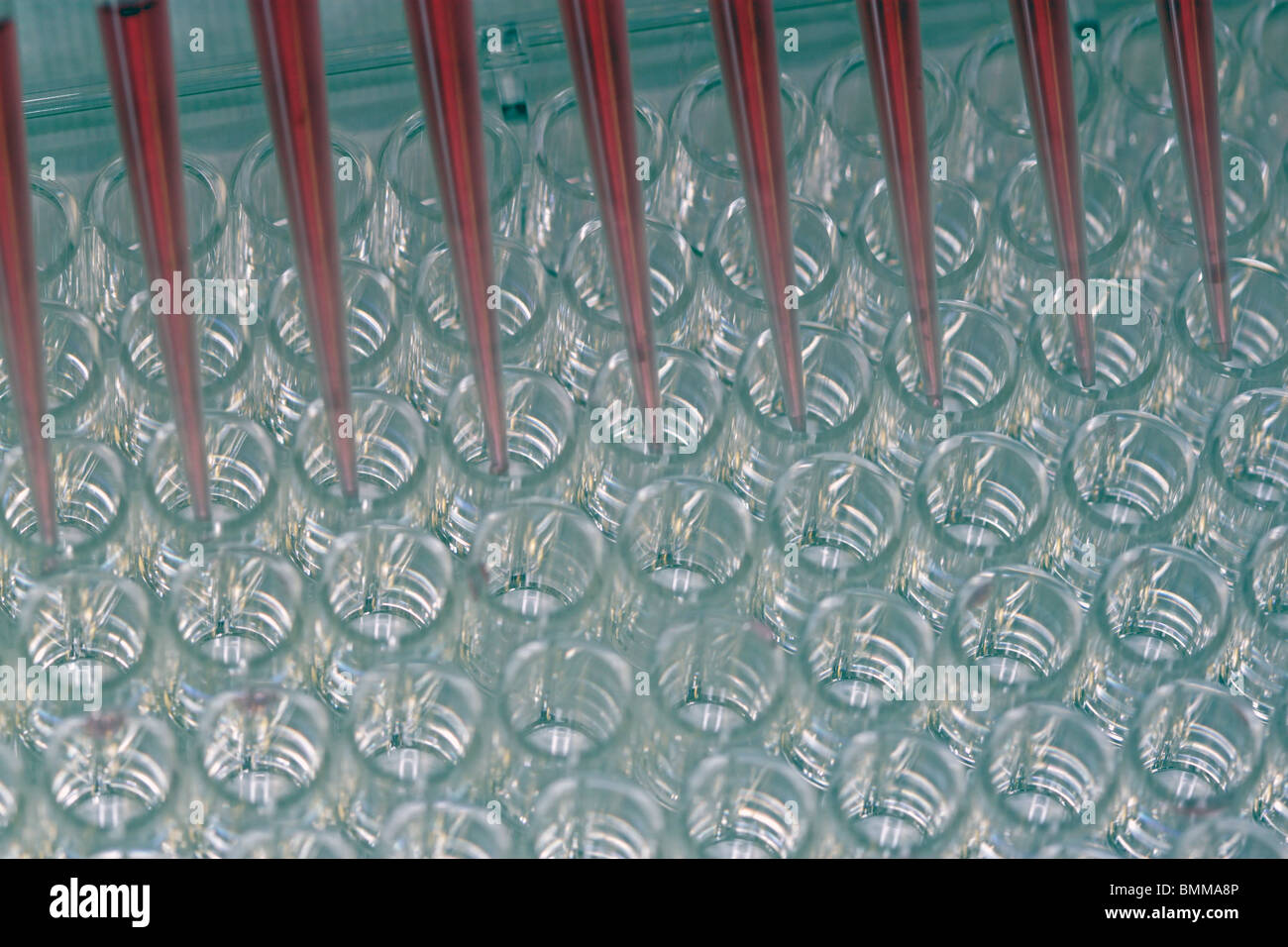 microplate with pipettor in close-up Stock Photo