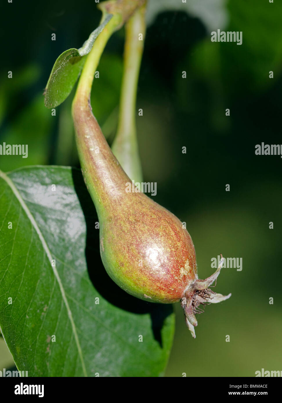 Pear fruit developing from the flower, UK Stock Photo Alamy