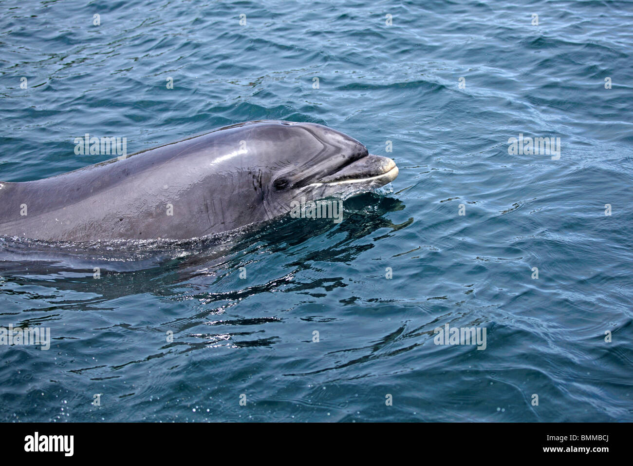 dolphin trip in Dingle Bay, Dingle Peninsula, Co. Kerry, Republic of Ireland Stock Photo