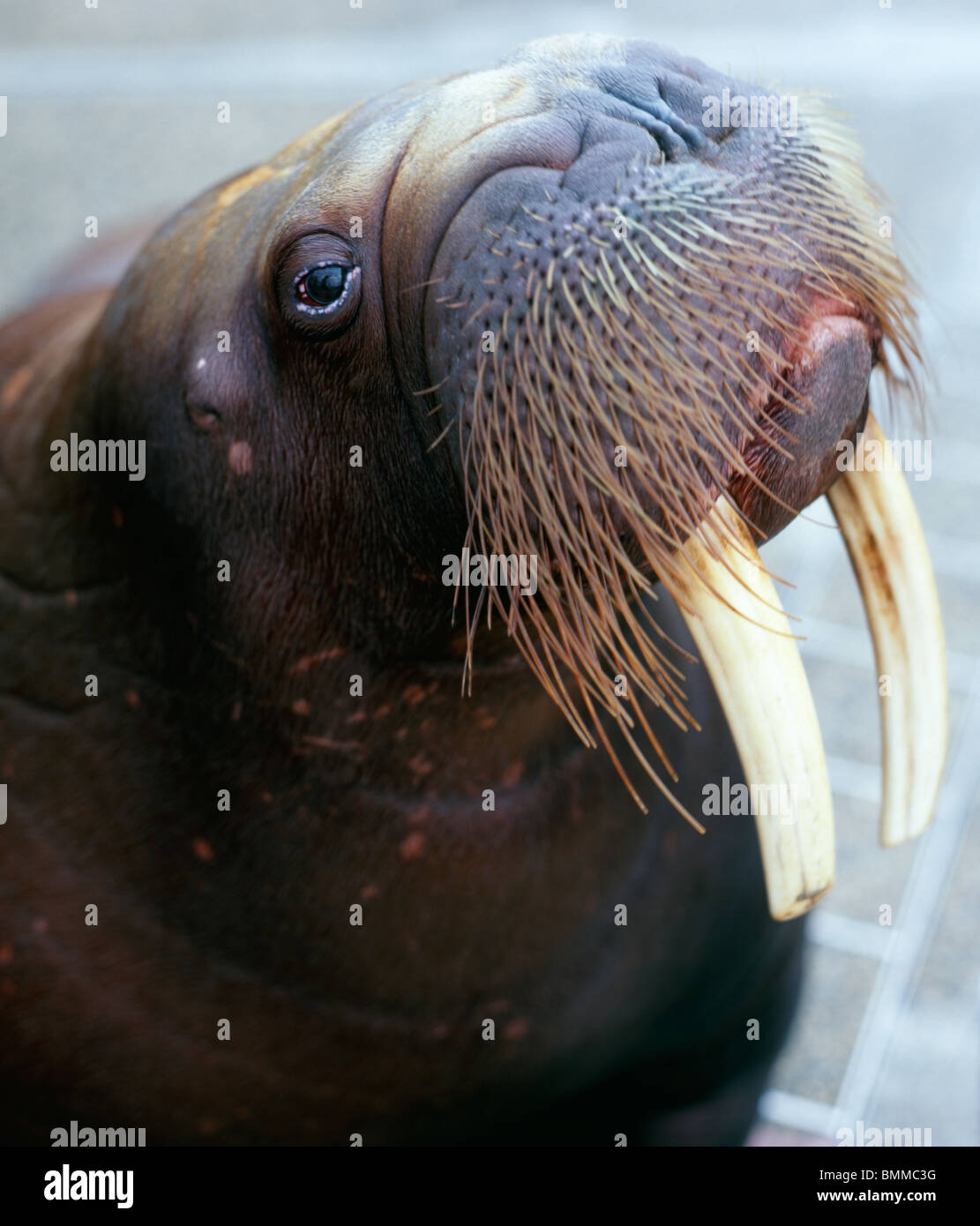 Walrus, Umitamago Aquarium, Oita, Japan Stock Photo