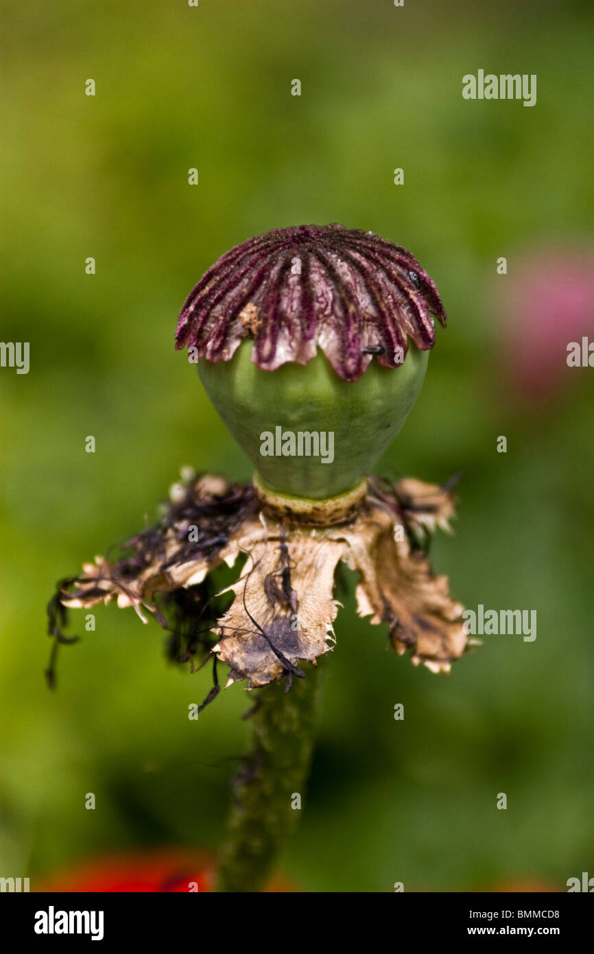 Poppy Seed head Stock Photo Alamy