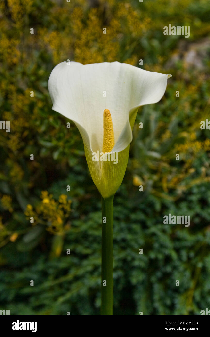 The white flowering Lily symbolizes modesty and virginity Stock Photo