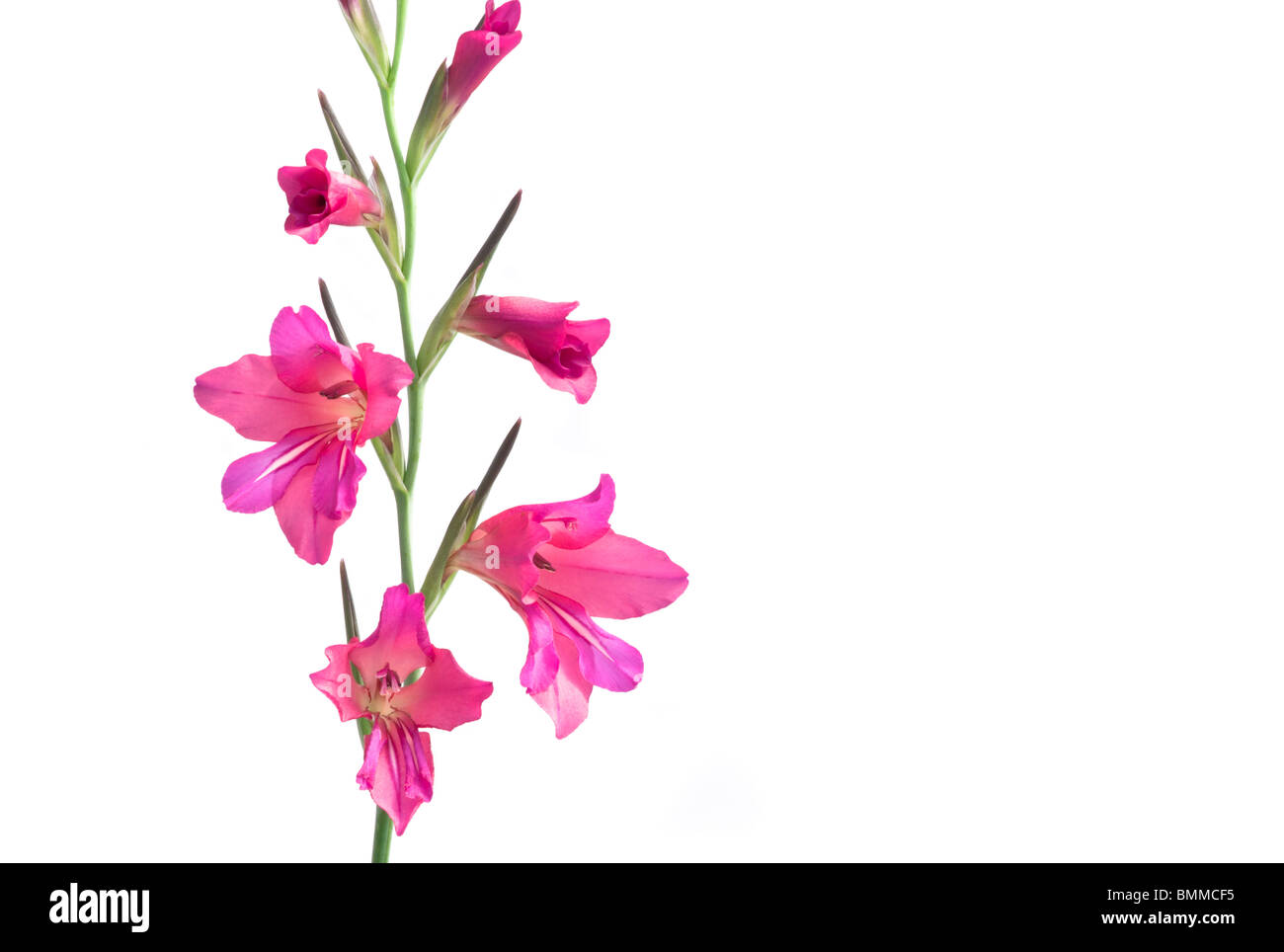 Pink and Orange Gladioli Flowers (Gladiolus) on a White Background Stock Photo