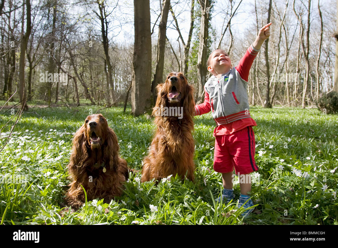 little boy playing with two irish setters in woods Stock Photo
