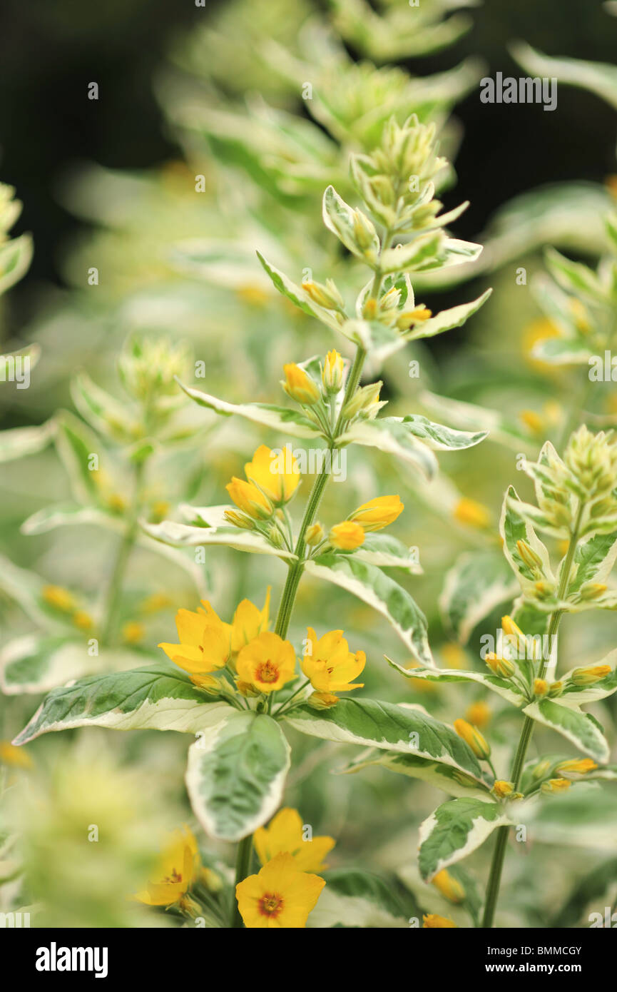spotted loosestrife, (Lysimachia punctata) Stock Photo