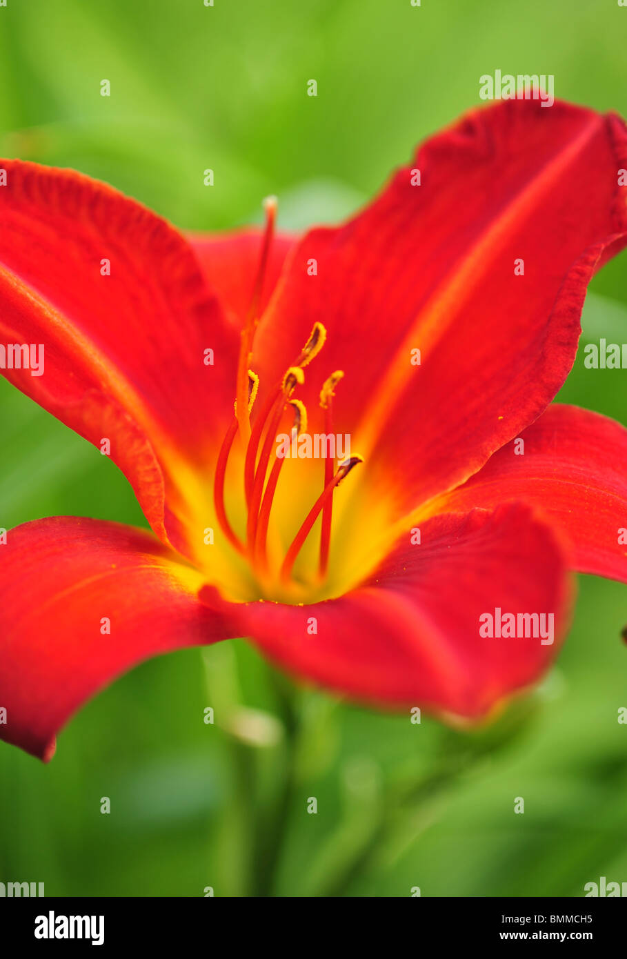 Daylily 'Chicago Firecracker' (Hemerocallis Stock Photo Alamy