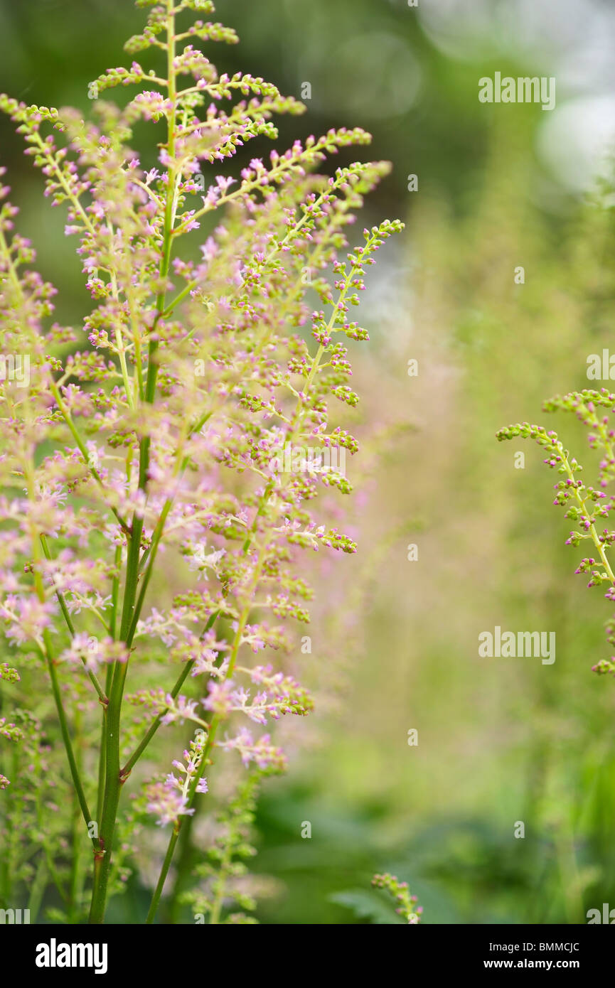 Astilbe Japonica Stock Photo