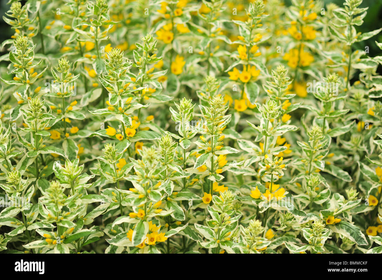 spotted loosestrife, (Lysimachia punctata) Stock Photo