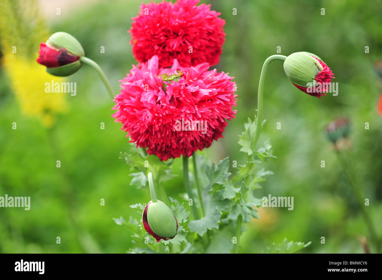 Papaver orientale Turkenlouis (Oriental Poppy) Stock Photo