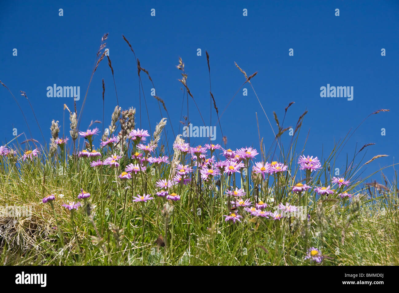 meadow on summer with Aster Alpinus flowers under a bright blue sky Stock Photo