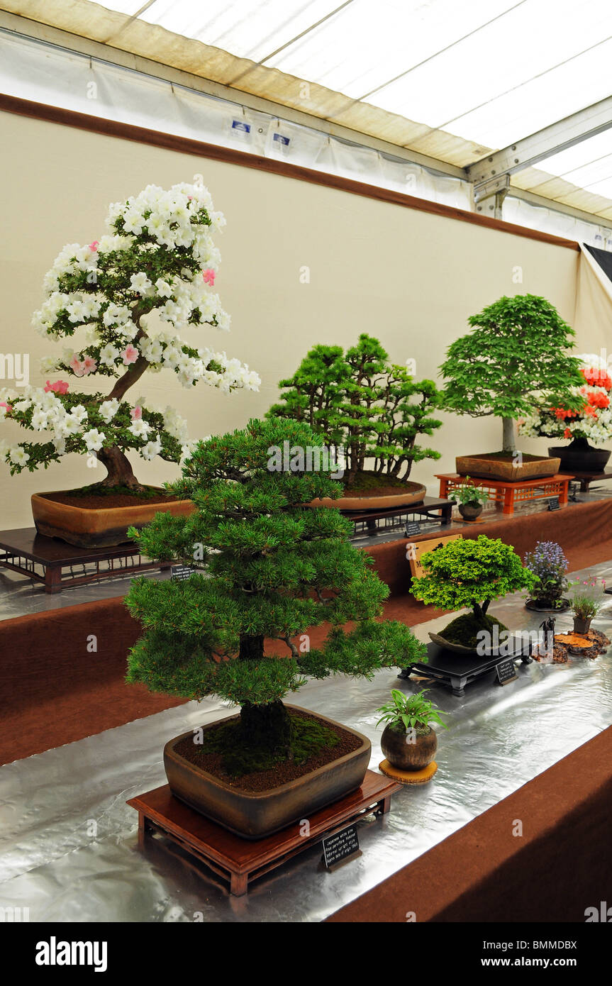 bonsai trees at a flower show in cornwall, uk Stock Photo