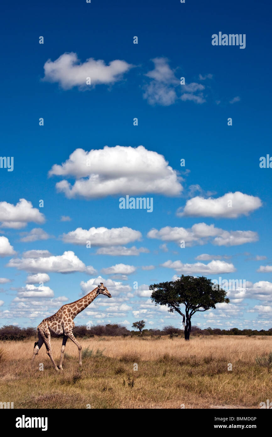 A Giraffe (Giraffa camelopardalis) in the Savuti region of Botswana Stock Photo