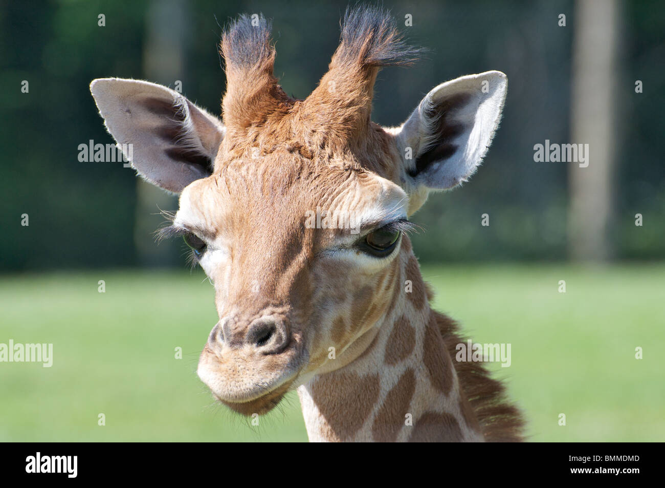 Young giraffe looking into camera Stock Photo