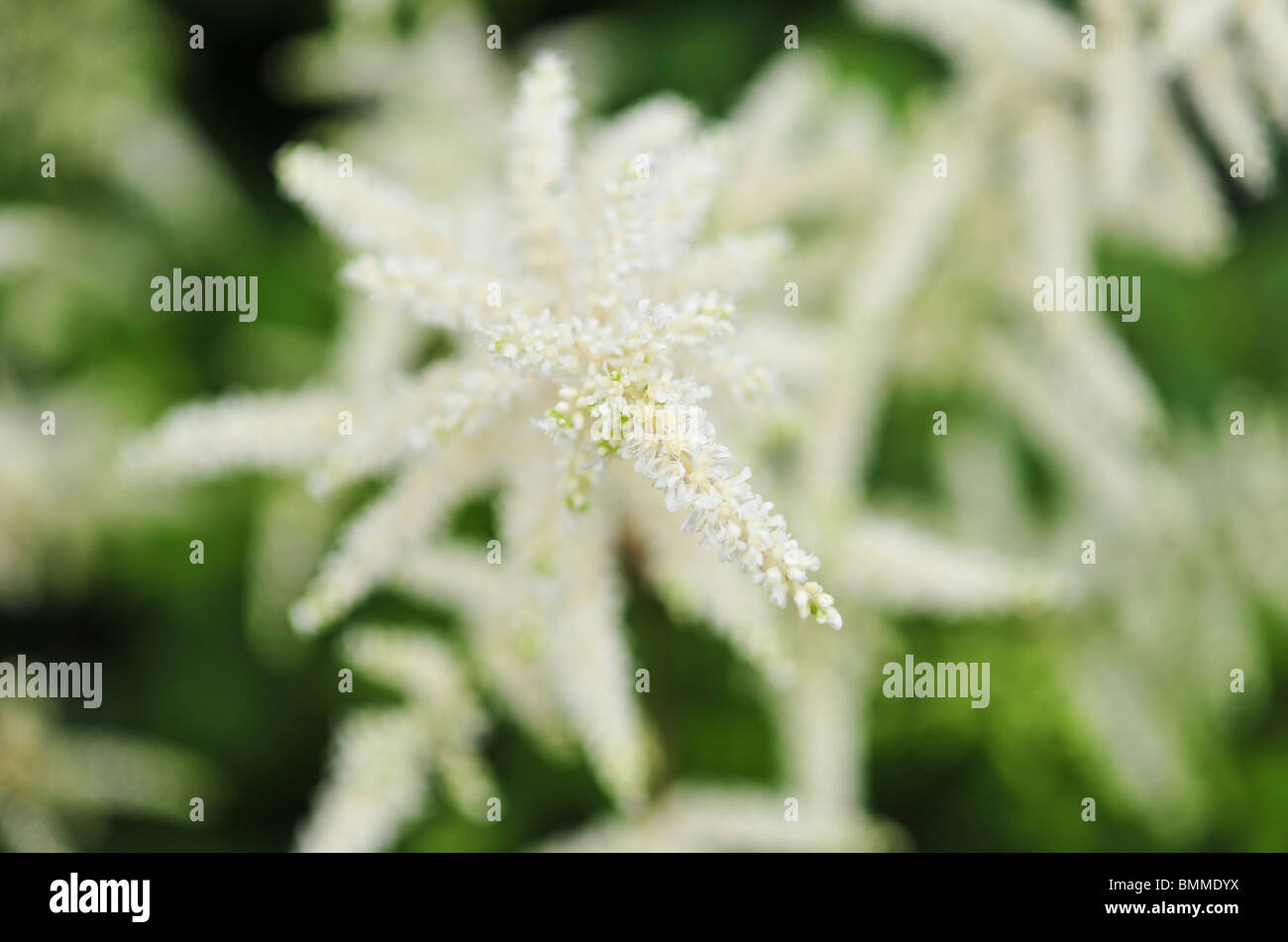 Astilbe Arendsii white queen Stock Photo