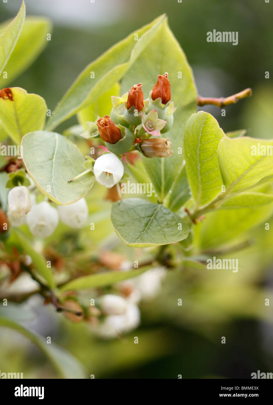 flowers and bud and developing fruit of the blueberry. Rabbiteye