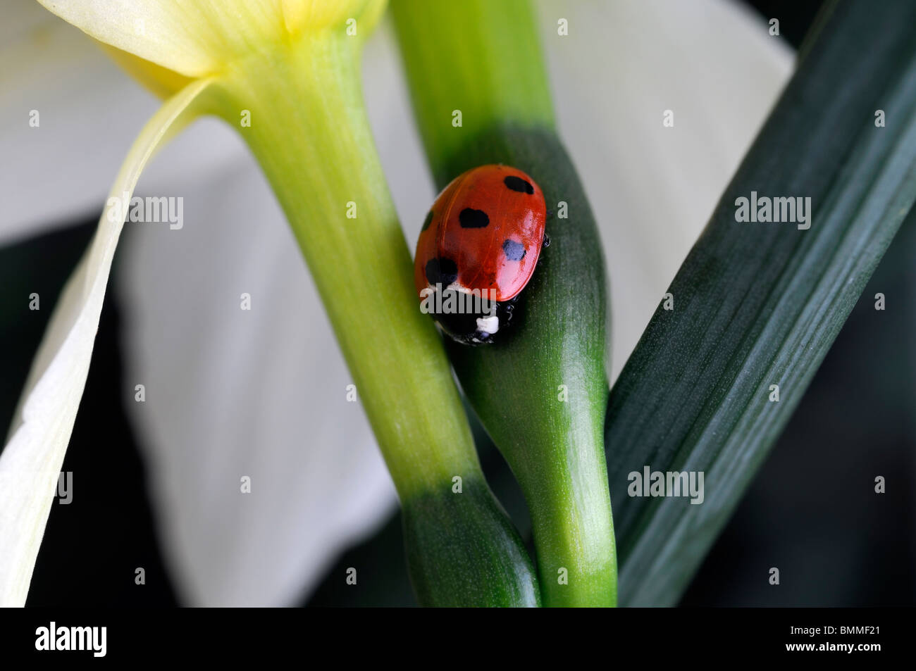 Coccinella septempunctata Seven Spot Ladybird Beetle Coccinellidae Coleoptera resting on narcissus flower bloom blossom spring Stock Photo