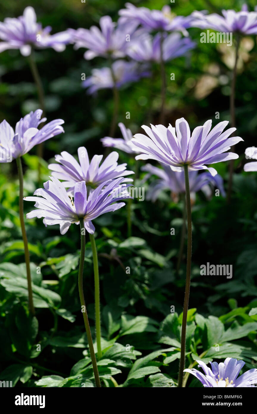 Anemone blanda Grecian Windflower tuberous perennial daisy-like spring blooming blue flower blossom Stock Photo