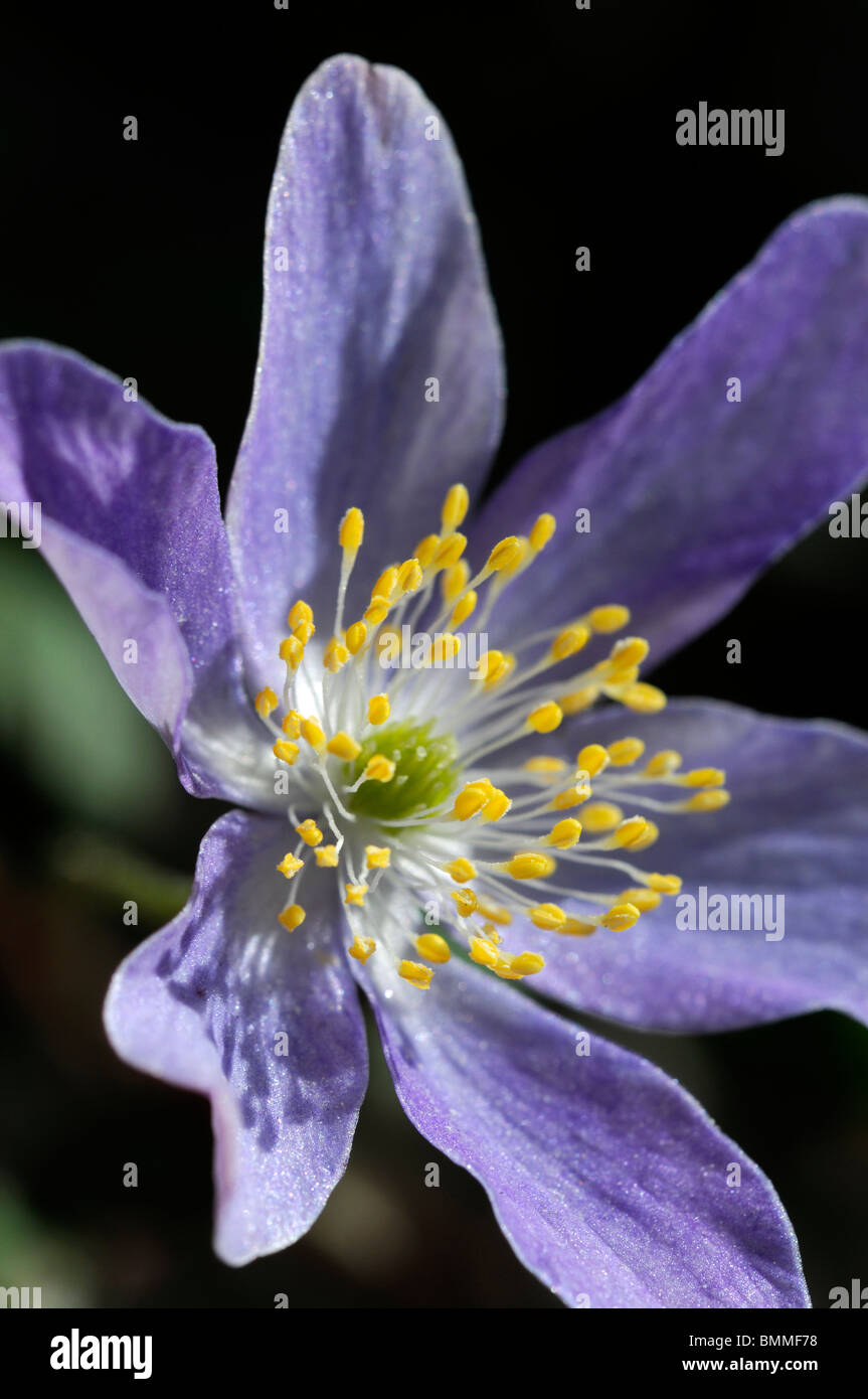 Wood anemone Anemone nemorosa bowles purple Ranunculaceae shade loving