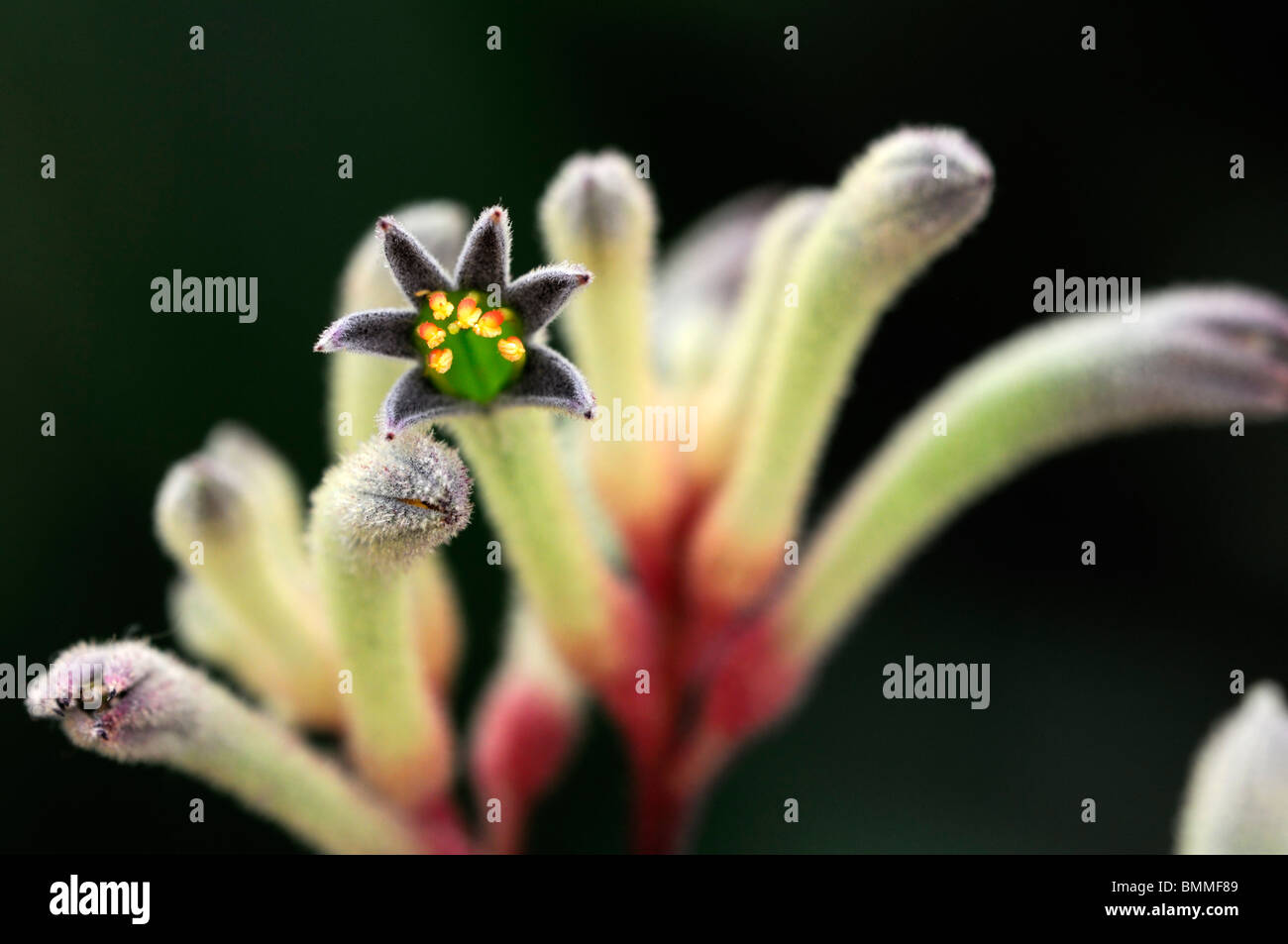 Anigozanthos flavidus Australian plant flower bloom blossom tall yellow kangaroo paw catspaw perennial Stock Photo