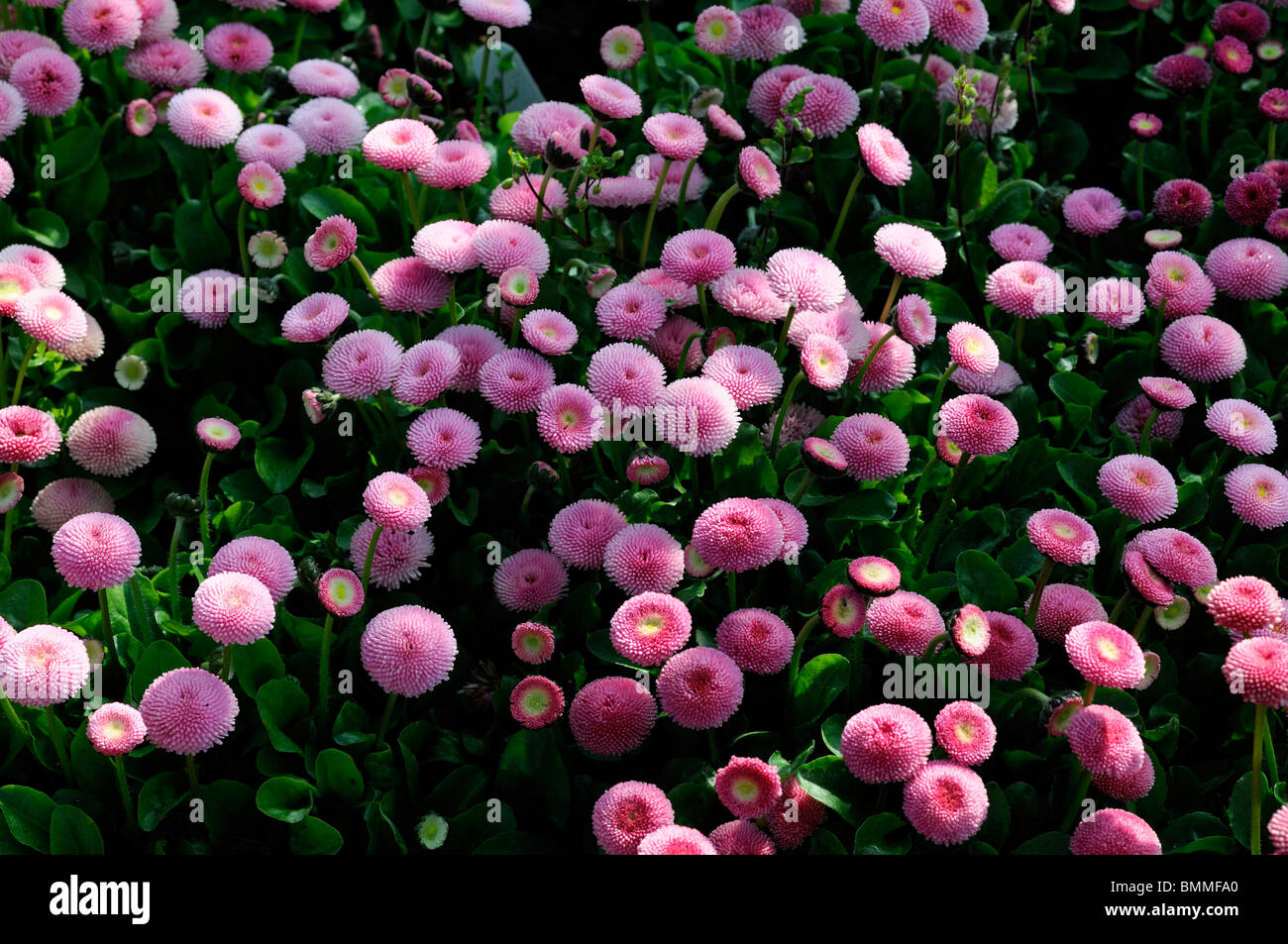 rose Bellis Perennis AGM pomponette flower bloom blossom bed colour coloured color colored Stock Photo